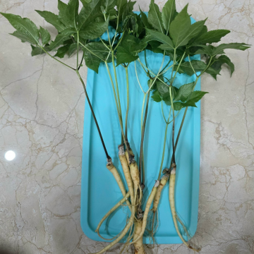 Nhân sâm nguyên thân, củ, lá