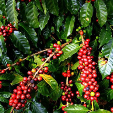 gia-ca-phe-ngay-28112024-tang-cao