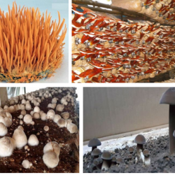 Nấm ăn, dược liệu - Tỏi đen - Nhân sâm