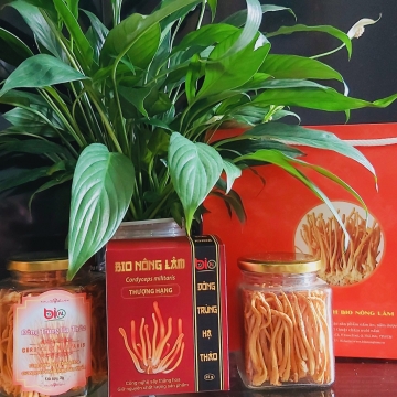 Nấm Đông trùng Hạ thảo (Cordyceps militaris) sấy thăng hoa